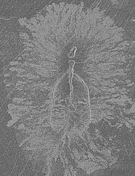 Magellan radar image of Venus Volcano (courtesy NASA)